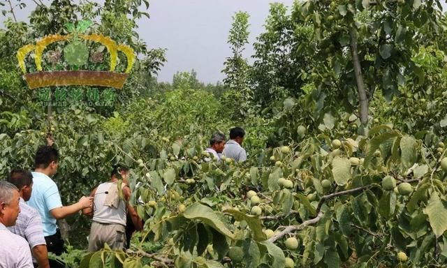 核桃收获后青皮怎么去除掉,啥药能去除青皮核桃皮图1