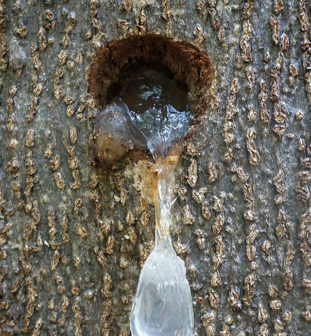 雪燕树胶的营养价值高吗,野生燕窝和人工燕窝的区别图1