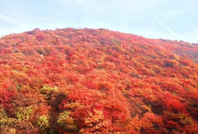 北京香山红叶什么时候看最合适(北京香山的红叶是什么植物)图3