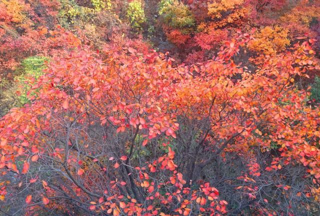 北京香山红叶什么时候看最合适(北京香山的红叶是什么植物)图4