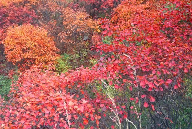 北京香山红叶什么时候看最合适(北京香山的红叶是什么植物)图5