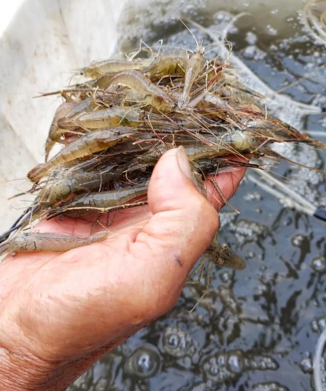 虾子死了多长时间就不可以食用了图1