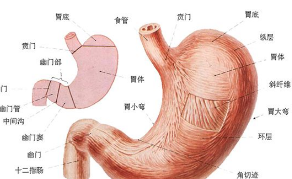 隔夜饭要少吃但并非不能吃怎么回事图1