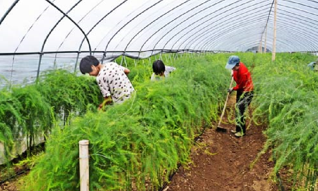 芦笋做出来为什么是苦的(野芦笋发苦是什么原因)图1