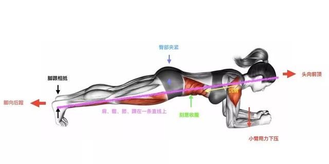 练平板支撑的正确姿势是什么(腰椎间盘突出平板支撑正确姿势)图6