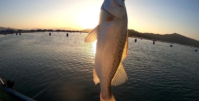 鲈鱼是海鱼吗,鲈鱼是海鱼吗手术后能不能吃鲈鱼图2