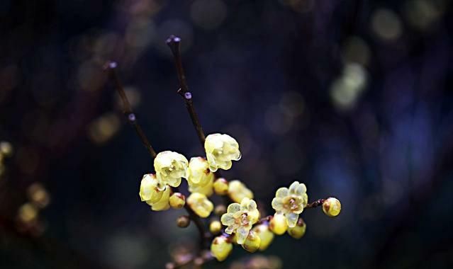 腊梅花花语(重瓣腊梅的花语是什么样的)图3