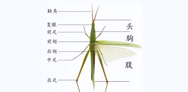 怎样辨别昆虫,怎样区分昆虫和虫子图3