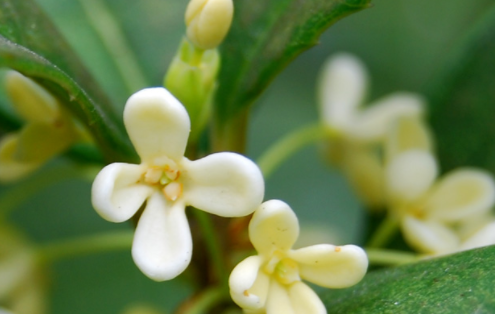 新鲜的桂花能泡茶喝吗,桂花树上采的桂花可以泡茶吗图3