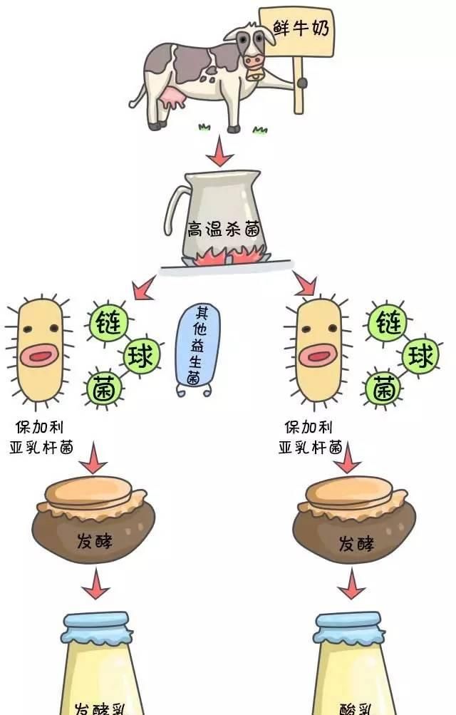 买酸奶喝酸奶的绝招你知道几条,哪个牌子酸奶才属于真正的酸奶图3