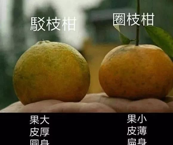 陈皮哪里最好,怎么选陈皮最好图2