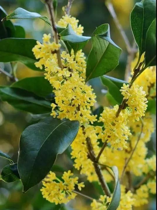 中秋节与桂花的故事,中秋赏桂花照片儿童怎么拍图8