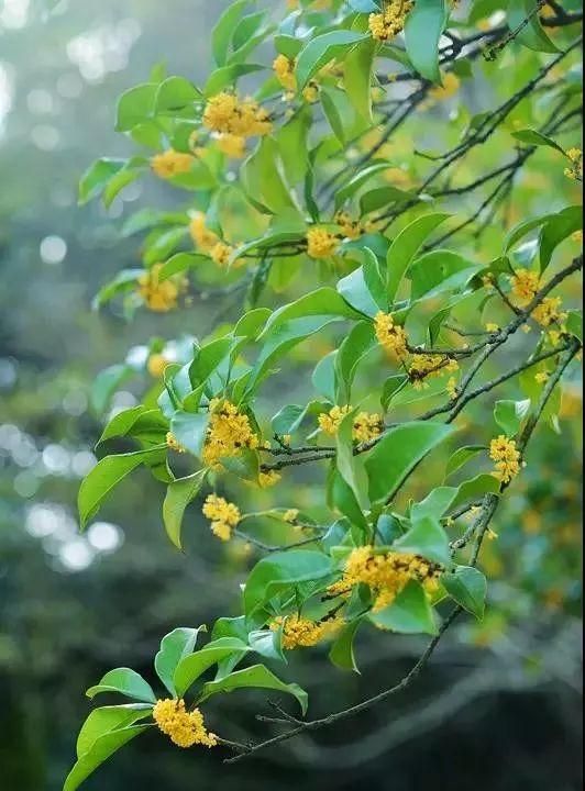 中秋节与桂花的故事,中秋赏桂花照片儿童怎么拍图9