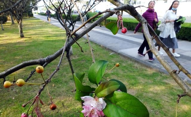 海棠花在哪个季节盛开(哪种海棠花小枝幼时长绒毛)图1