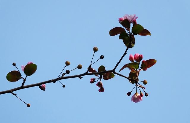 海棠花在哪个季节盛开(哪种海棠花小枝幼时长绒毛)图6