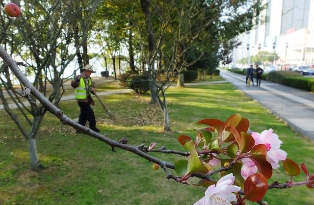 海棠花在哪个季节盛开(哪种海棠花小枝幼时长绒毛)图8