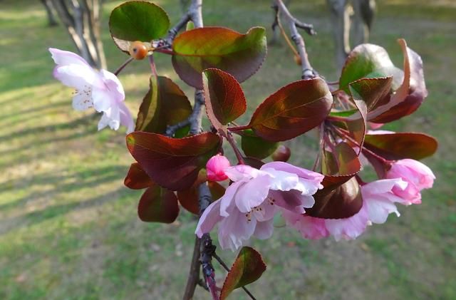 海棠花在哪个季节盛开(哪种海棠花小枝幼时长绒毛)图10