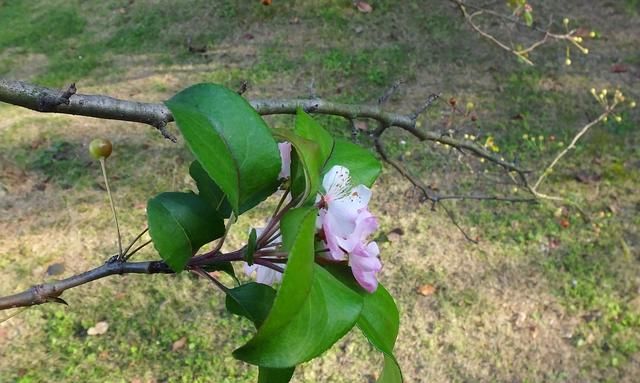 海棠花在哪个季节盛开(哪种海棠花小枝幼时长绒毛)图11