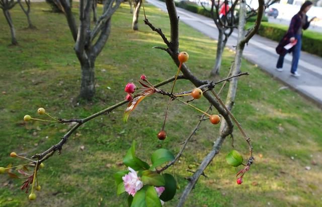 海棠花在哪个季节盛开(哪种海棠花小枝幼时长绒毛)图13