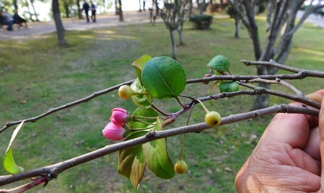 海棠花在哪个季节盛开(哪种海棠花小枝幼时长绒毛)图14