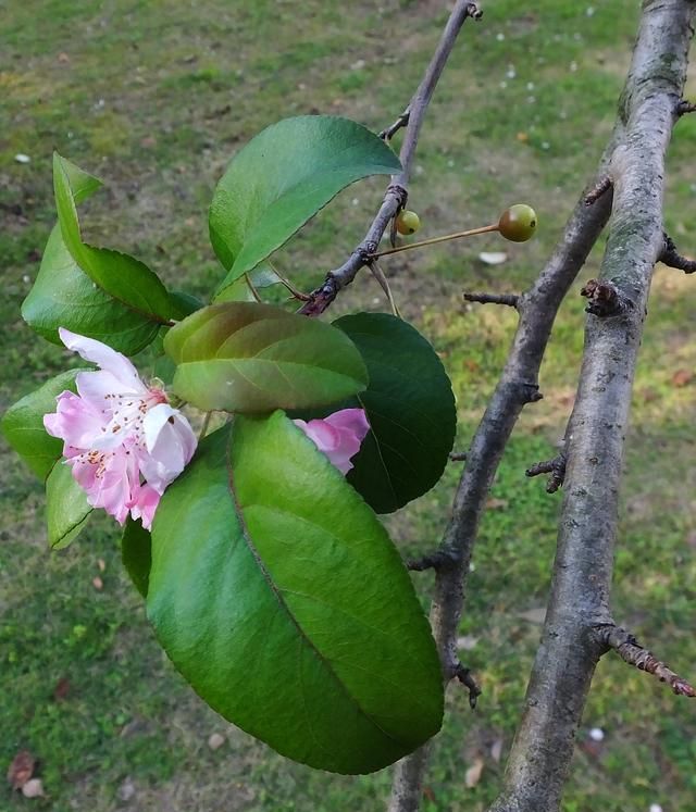 海棠花在哪个季节盛开(哪种海棠花小枝幼时长绒毛)图15