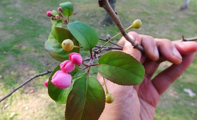 海棠花在哪个季节盛开(哪种海棠花小枝幼时长绒毛)图16