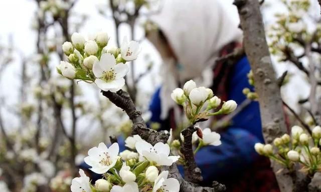 果树花前打什么药好呢图11