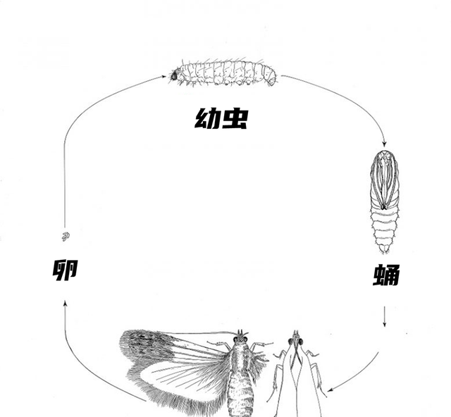 家里的扑棱蛾子可能是从哪儿来的图2