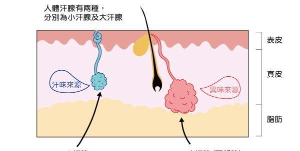 用什么简单的方法去狐臭(去狐臭的断根方法)图1