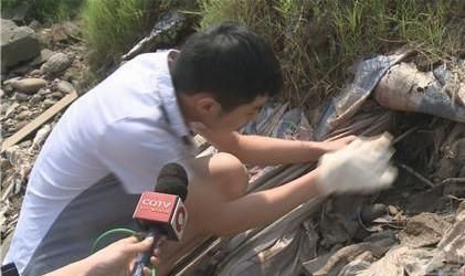 在长江里发现的鳄鱼,除了扬子鳄外,还有这些动物图1