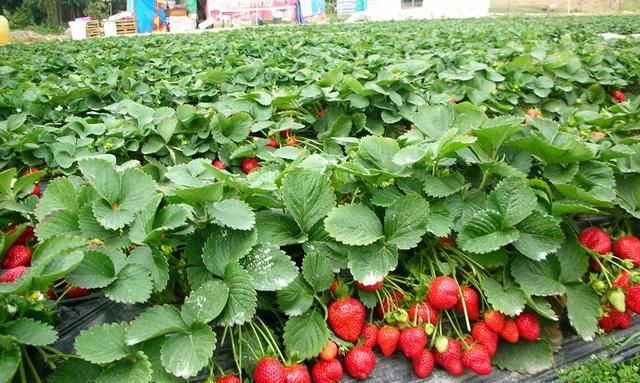 冬季草莓种植要注意这几点吗,冬天草莓种植注意事项图2