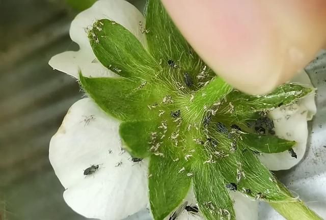 冬季草莓种植要注意这几点吗,冬天草莓种植注意事项图7