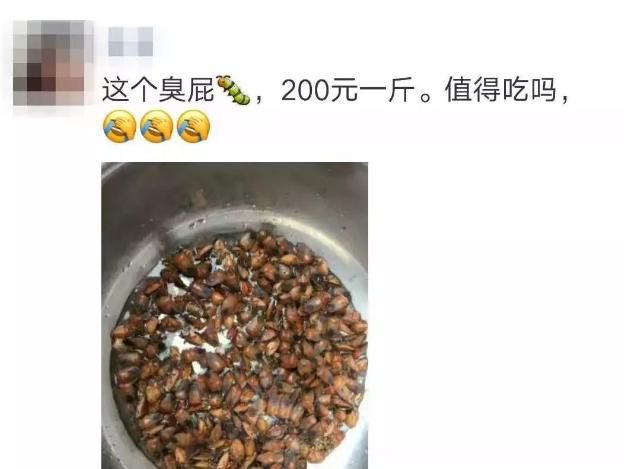 裤子上发现绿色虫卵是什么虫图6