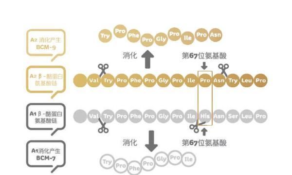 a2牛奶是什么?它有哪些好处呢图2