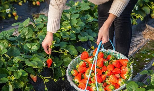 草莓种植管理与病虫害的防治技术图14