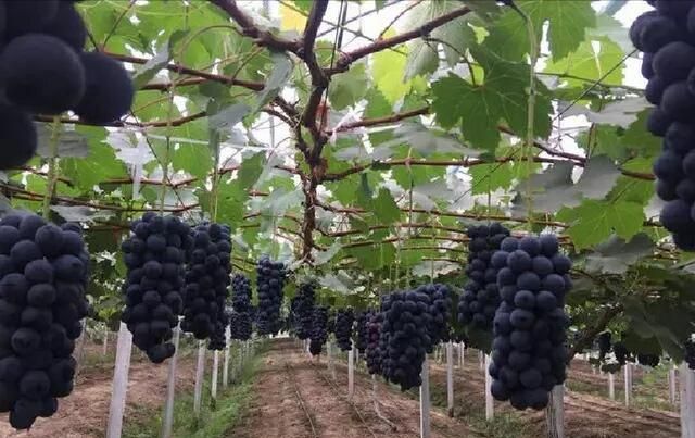 夏黑葡萄生产技术是什么,夏黑葡萄适合庭院种植吗图1