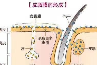 脸上经常出油怎么快速解决图2