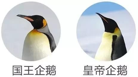 企鹅为什么生活在南极不在北极图27