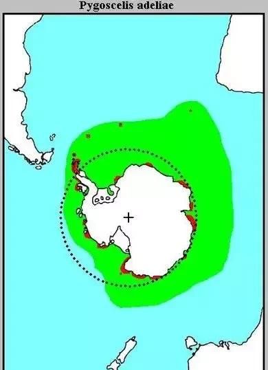 企鹅为什么生活在南极不在北极图41