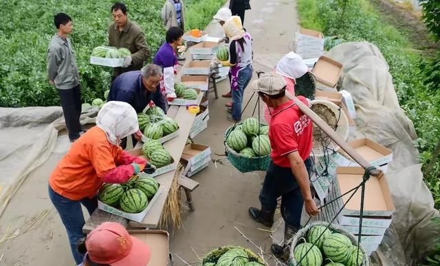 种西瓜藤为什么只结一个瓜,西瓜藤多长结瓜比较好图3