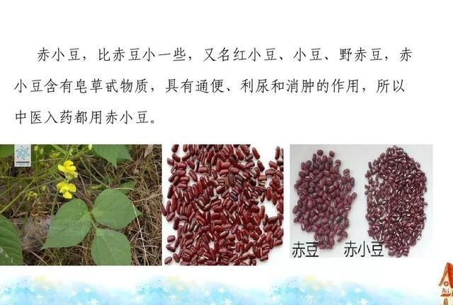 赤小豆有什么功效与作用(赤小豆薏仁茶功效)图3