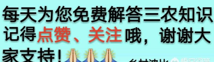 芒果开裂是什么原因呢?怎么防治效果好图6