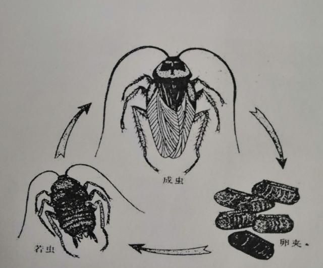 德国小蠊蟑螂生长形态(如何清除德国小蠊蟑螂)图5