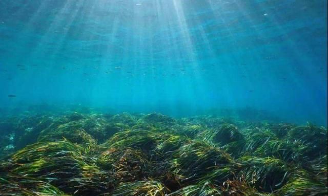 地球上可能存在的最大生物是什么图12