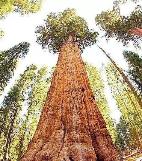 地球上可能存在的最大生物是什么图14