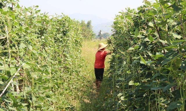 豆角叶片发黄是怎么回事,豆角浇过水叶片发黄怎么办图2