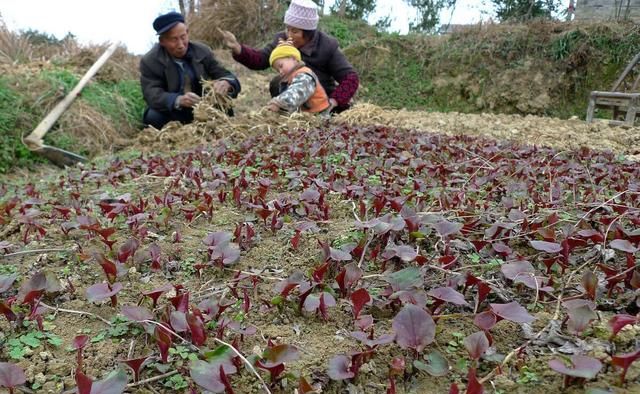 鱼腥草折耳根怎么做好吃,折耳根是鱼腥草的根茎图3