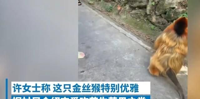 同样是猴为何峨眉山猴那么调皮(金丝猴跟峨眉山的猴为什么区别大)图1