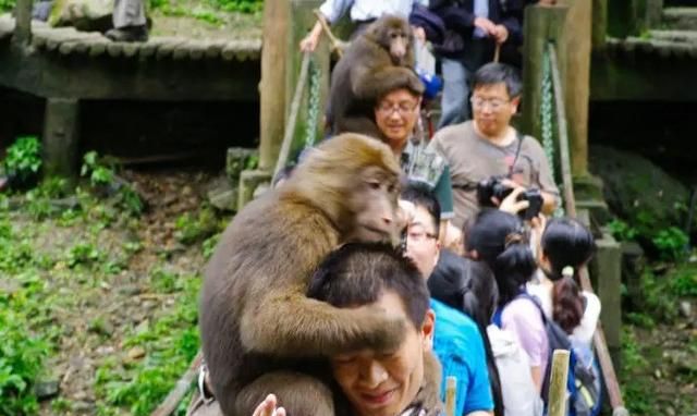 同样是猴为何峨眉山猴那么调皮(金丝猴跟峨眉山的猴为什么区别大)图8