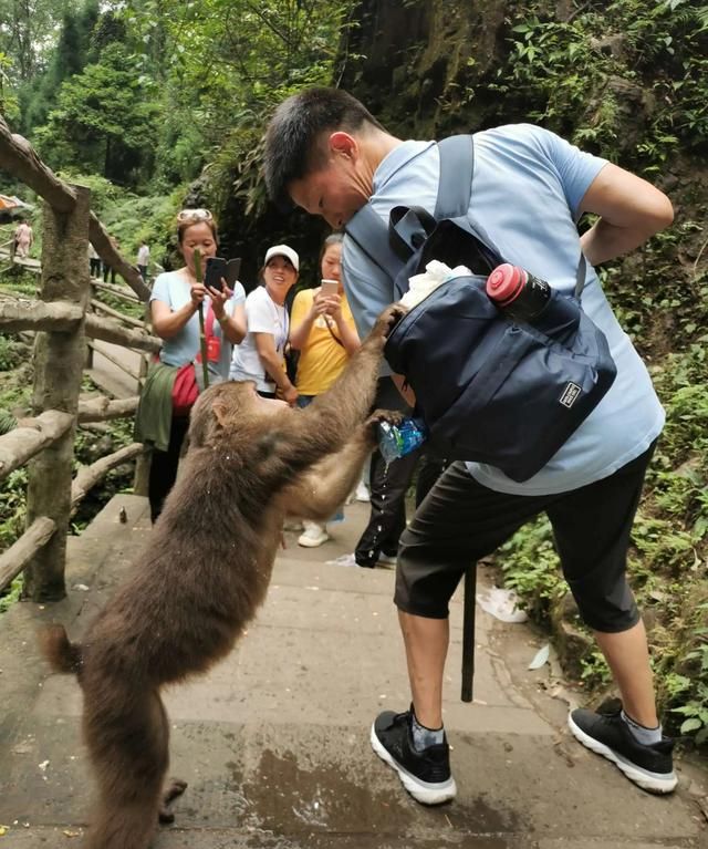 同样是猴为何峨眉山猴那么调皮(金丝猴跟峨眉山的猴为什么区别大)图11